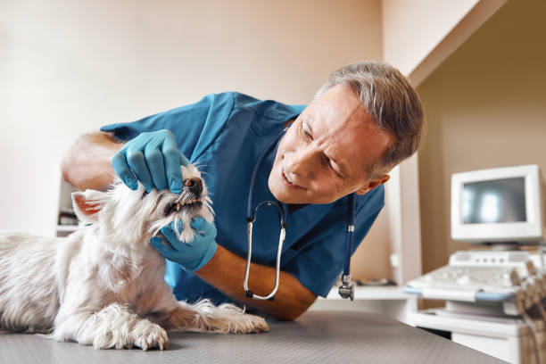 Best Emergency X-Rays and Diagnostics in Bristol, WI